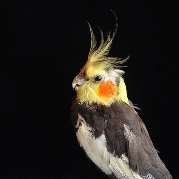 剥製・オカメインコ・2/アンティーク雑貨・家具のSibora【シ