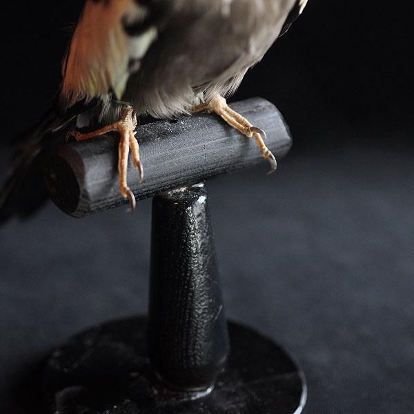 剥製・オカメインコ・2/アンティーク雑貨・家具のSibora【シ