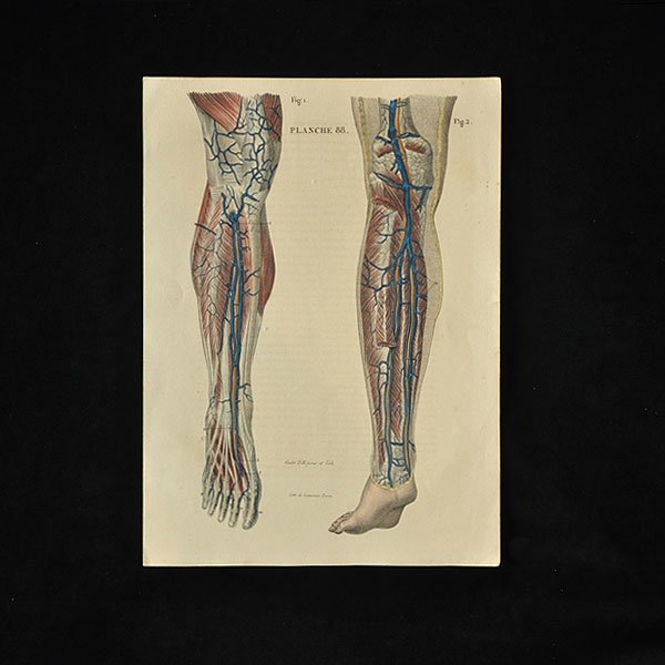 人体解剖図・５Ｈ・アンティーク雑貨・家具のSibora【シボラオンラインショップ】