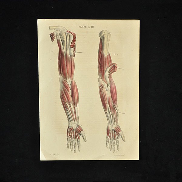 人体解剖図 ５ｊ アンティーク雑貨 家具のsibora シボラオンラインショップ