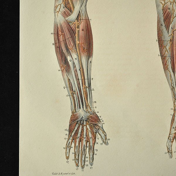 人体解剖パネル　特大サイズ　86.5×62.5×2.0
