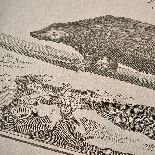 Histoire Naturelle 博物画・大判1B/フランスアンティーク雑貨