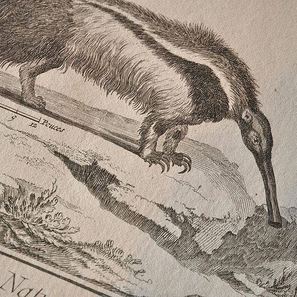 シロエリハゲワシとハゲタカの博物図版　アンティーク　版画　フランス　1700年代 シロエリハゲワシとハゲタカの博物図版 | アトリエウチノ
