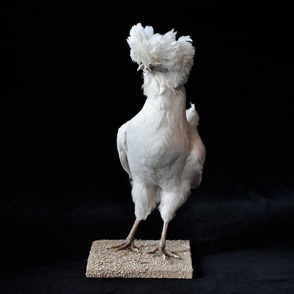 鳥の剥製 ポーリッシュ フランスアンティーク雑貨 家具のsibora シボラ 鳥の剥製 ポーリッシュ フランスアンティーク雑貨 家具のsibora シボラ