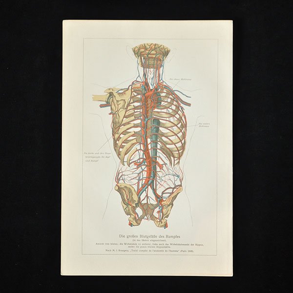 人体解剖図・6B・血管/フランスアンティーク雑貨・家具のSibora