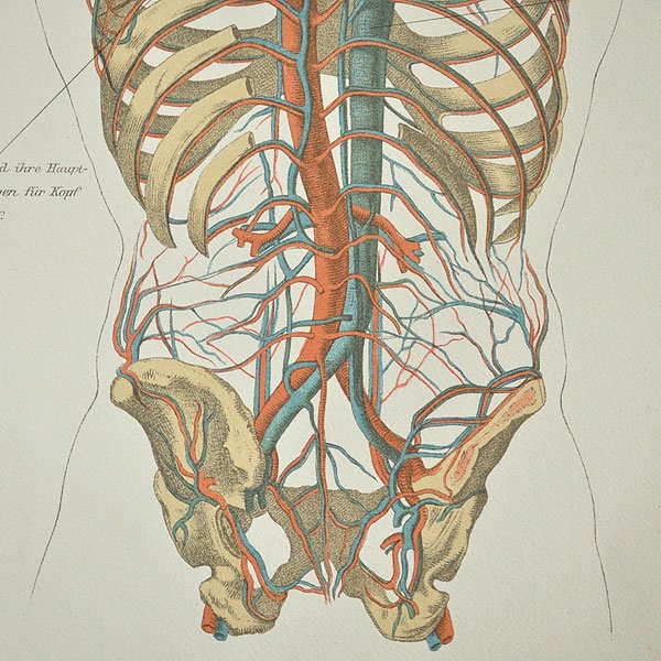 人体解剖図・6B・血管/フランスアンティーク雑貨・家具のSibora