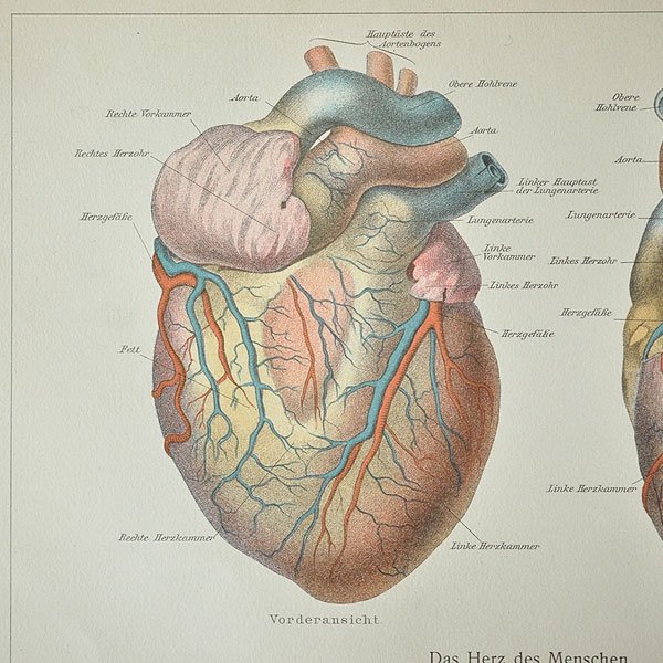 人体解剖図 6c 心臓 フランスアンティーク雑貨 家具のsibora シボラ 剥製