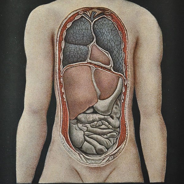 人体解剖図 6d 内臓の正面図 フランスアンティーク雑貨 家具のsibora シボラ 剥製
