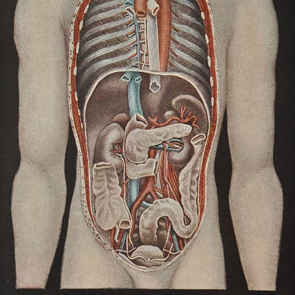 人体解剖図・6E・内臓の正面図/フランスアンティーク雑貨・家具のSibora【シボラ】剥製