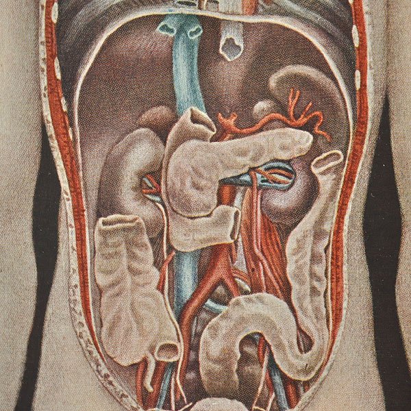 人体解剖図 6e 内臓の正面図 フランスアンティーク雑貨 家具のsibora シボラ 剥製