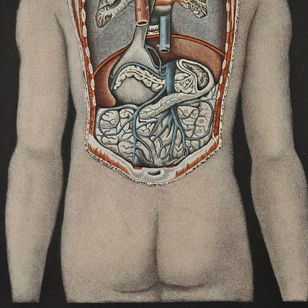 人体解剖図・6F・内臓の背面図/フランスアンティーク雑貨・家具の