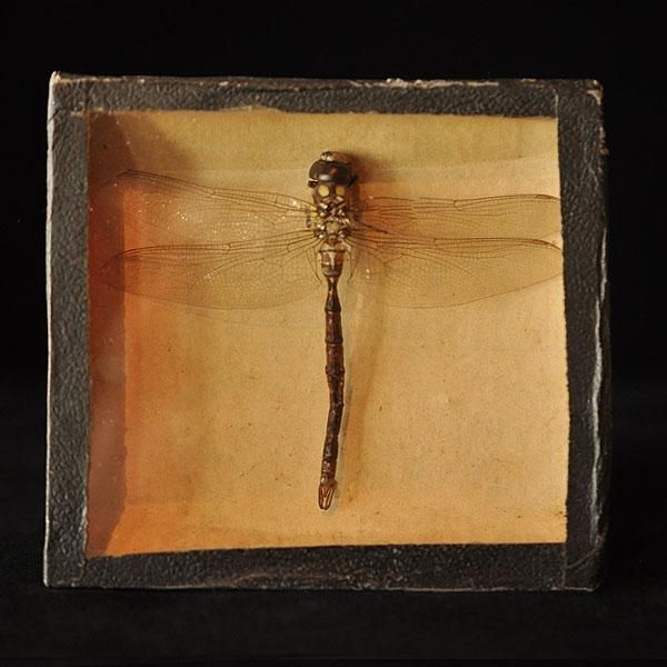 十（つなし）出品 トンボ標本13頭 十（つなし）様 専用出品 トンボ標本13頭 十（つなし）様 専用出品