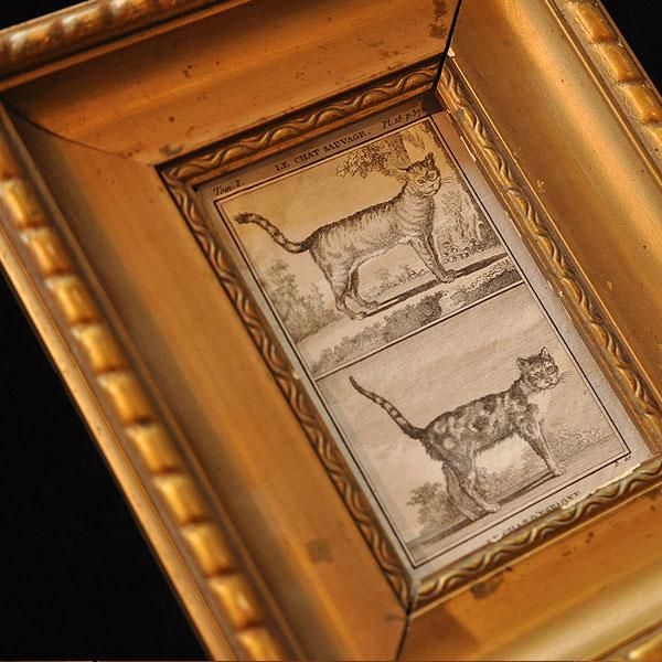 buffon 銅版画・猫・B/フランスアンティーク雑貨・家具のSibora
