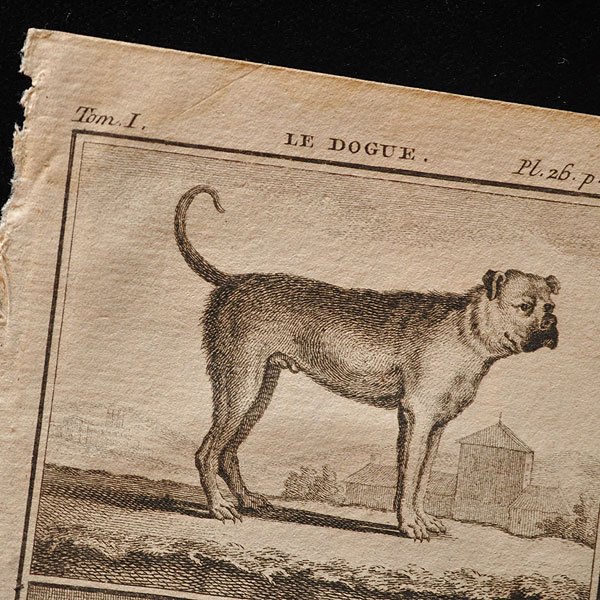 12月スーパーSALE 15%OFF 銅版画 エッチング 犬の親子 トーマス・ロス 美術品