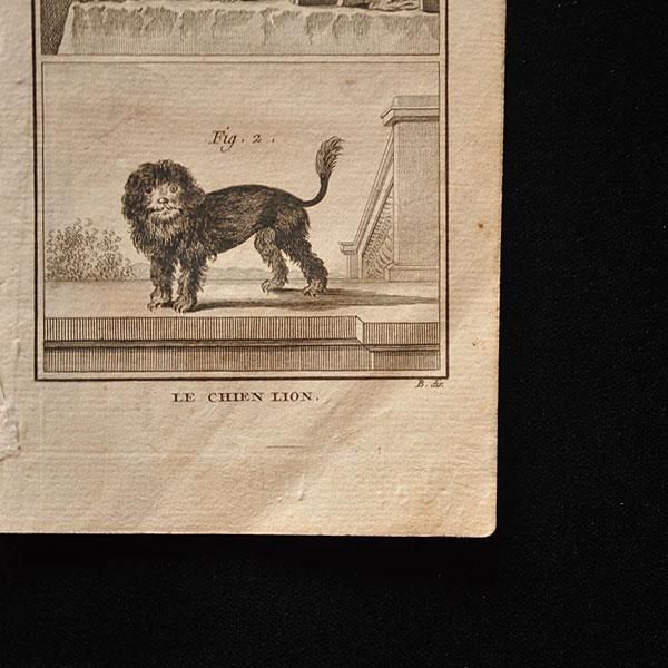 Buffon 銅版画 犬 c フランスアンティーク雑貨 家具のsibora シボラ Buffon 銅版画 犬 c フランスアンティーク雑貨 家具のsibora シボラ