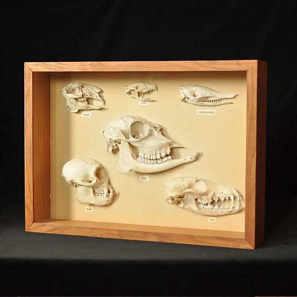 アンテロープ　頭骨 標本 インテリア装飾 アンテロープ 頭骨 標本 インテリア装飾