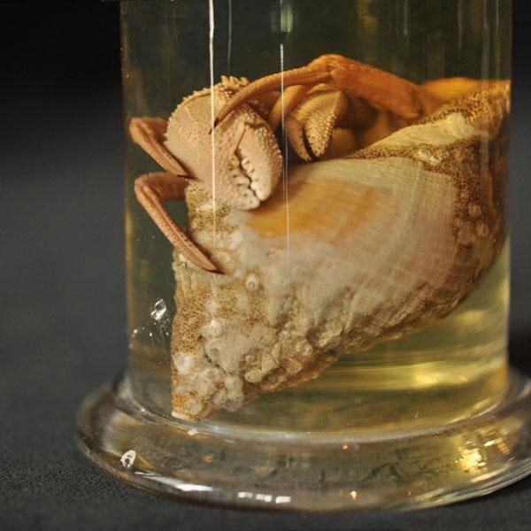 液浸標本 ヤドカリ/フランスアンティーク雑貨・家具のSibora【シボラ】