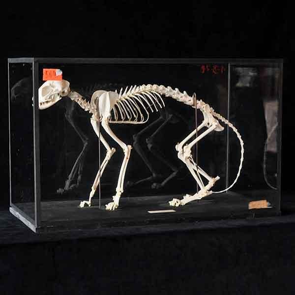 全身骨格標本 ネコ科・2/フランスアンティーク雑貨・家具のSibora
