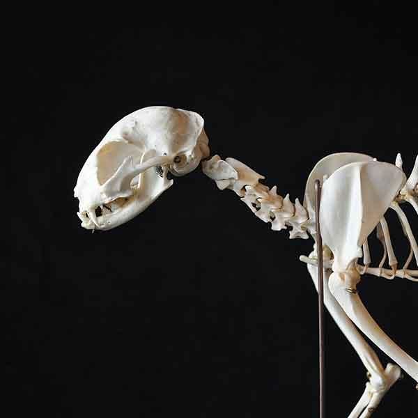 全身骨格標本 ネコ科・2/フランスアンティーク雑貨・家具のSibora