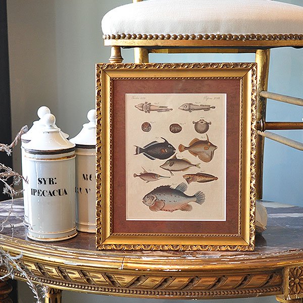 額装した銅版画・魚/フランスアンティーク雑貨・家具のSibora【シボラ】