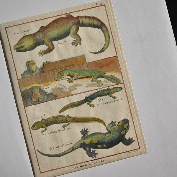 HISTOIRE NATURELLEA