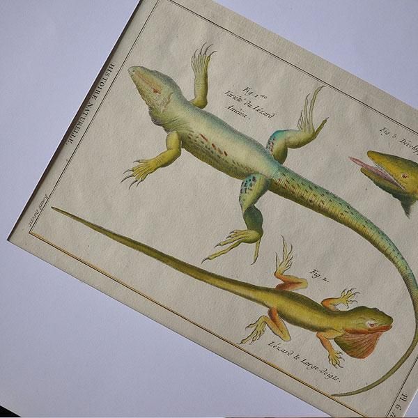 HISTOIRE NATURELLEB