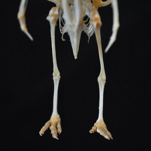 全身骨格標本 鳥/フランスアンティーク雑貨・家具のSibora【シボラ】