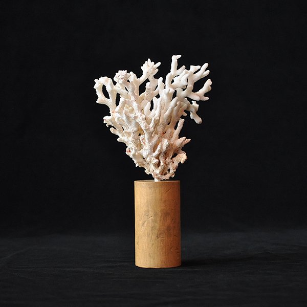 気質アップ】 アンティーク 標本 オブジェ サンゴ 珊瑚 海洋 自然 