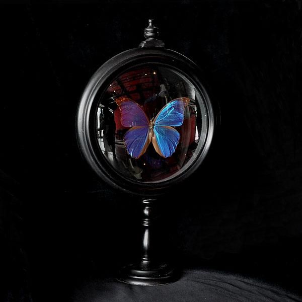 モルフォチョウ標本・3A/フランスアンティーク雑貨・家具のSibora