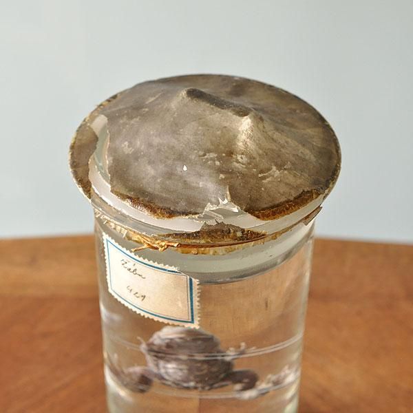 カエル　ホルマリン漬け　液体標本 カエル模型