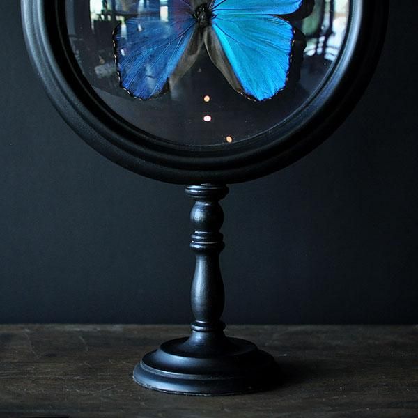 モルフォチョウ標本・8B/フランスアンティーク雑貨・家具のSibora