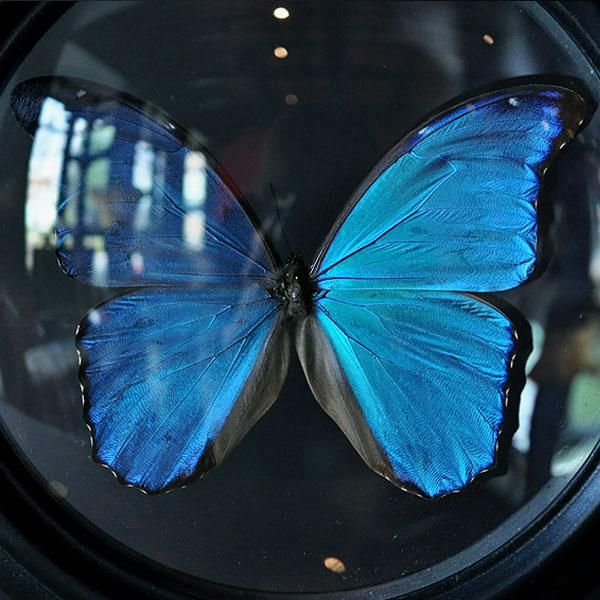 モルフォ蝶 標本 アンティーク ヴィンテージ sibora Sibora original・蝶の標本 - フランスアンティーク雑貨・家具の