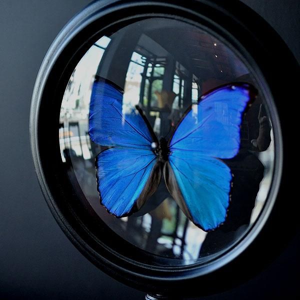 モルフォチョウ標本・8B/フランスアンティーク雑貨・家具のSibora