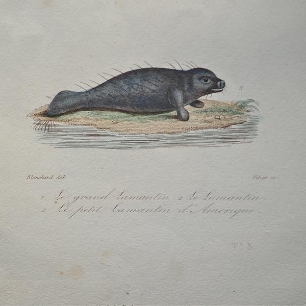 美術品 絵画 銅版画 海洋画 1834年 船 帆船 スティールエン