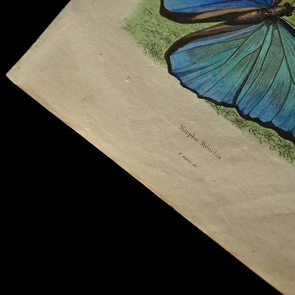 最適な材料 Bulletin of the Hill Museum（1921-31年）昆虫、蝶