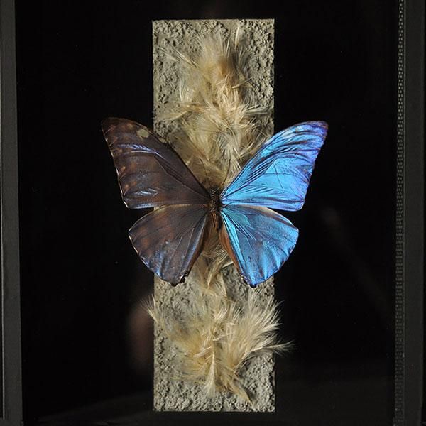 モルフォ蝶 標本 アンティーク ヴィンテージ sibora