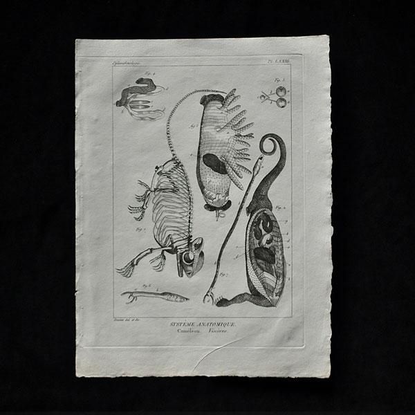 博物画・骨格学7|フランスアンティーク雑貨【Sibora】