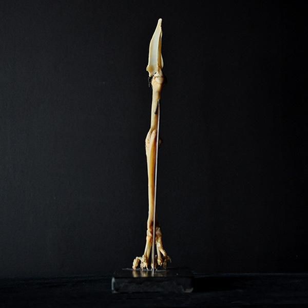 骨格標本・ネコ科の足・2|フランスアンティーク雑貨【Sibora 】