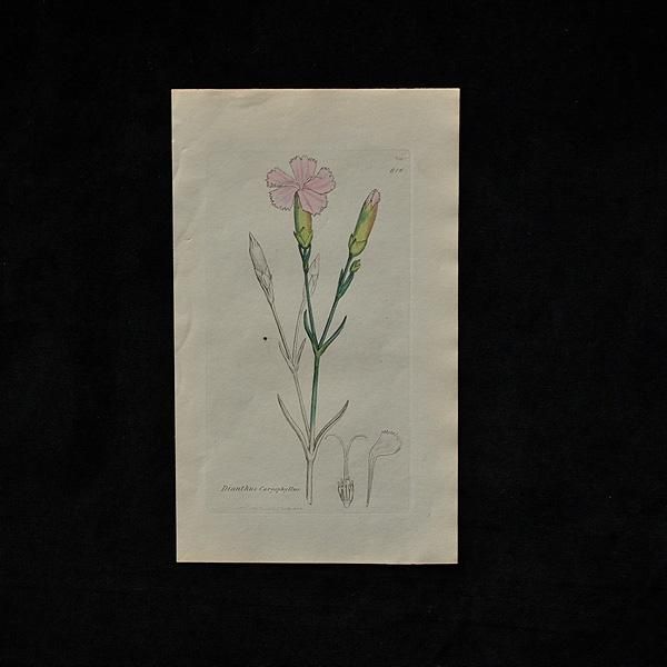 アンティーク 植物画・2C\フランスアンティーク雑貨【Sibora】