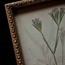 １８世紀・１９世紀アンティーク博物画、銅版画販売のSibora（植物画）
