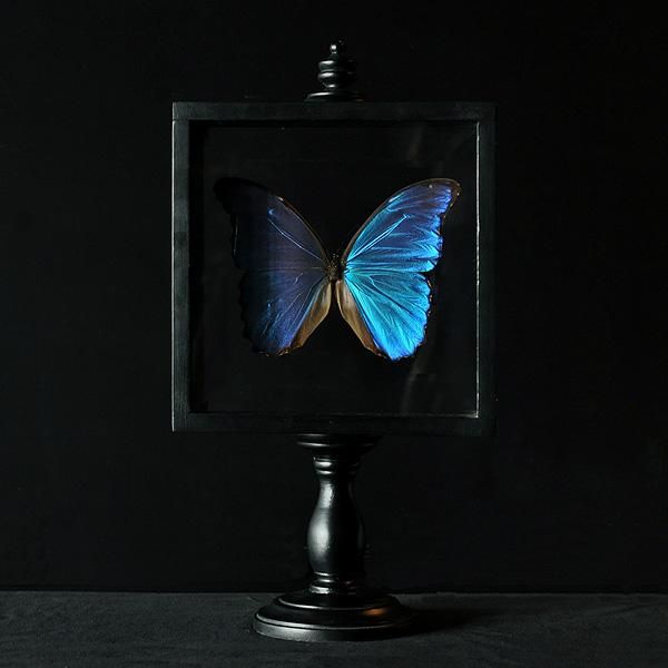 モルフォ蝶 標本 アンティーク ヴィンテージ sibora