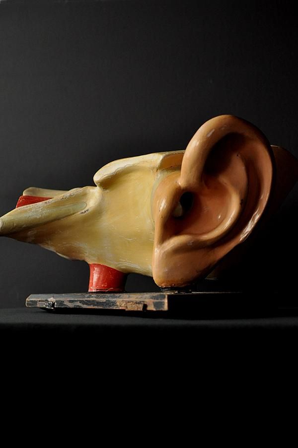 解剖模型・耳/オブジェ フランスアンティーク雑貨のSibora
