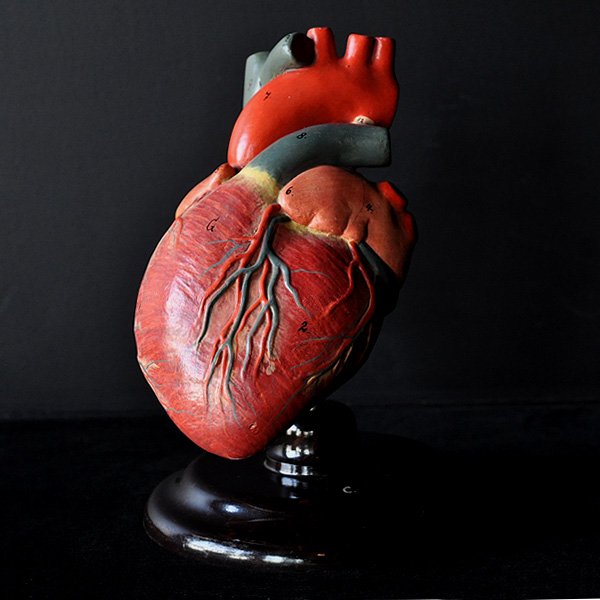 解剖模型 心臓 3 ヒト フランスアンティーク雑貨 家具のsibora シボラ