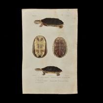 18世紀・19世紀アンティーク博物画、銅版画販売のSibora（生物）