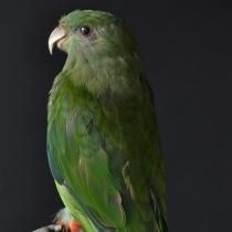 Ļ