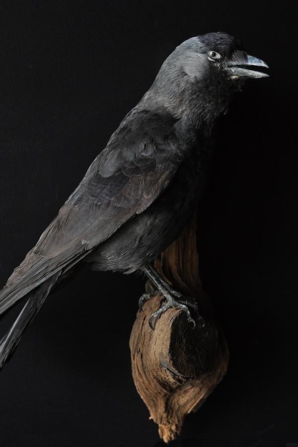 インパラ　剥製　アンティーク 剥製・鳶/アンティーク雑貨・家具のSibora【シボラオンライン