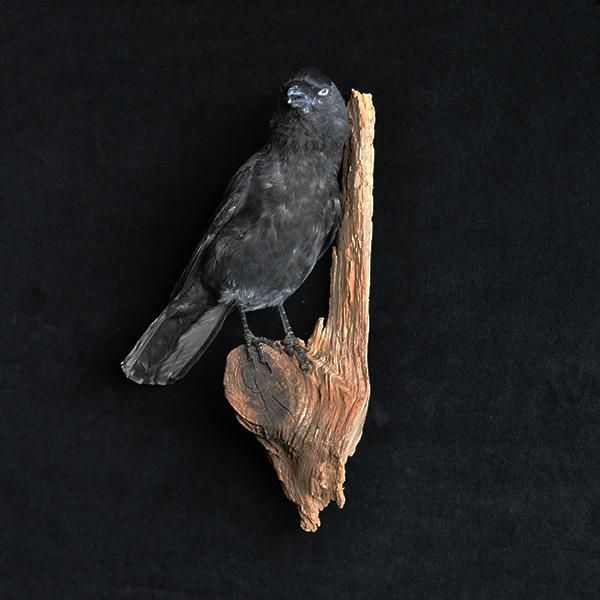 インパラ　剥製　アンティーク 剥製 カラス・8/フランスアンティーク雑貨 黒い土台 【Sibora】