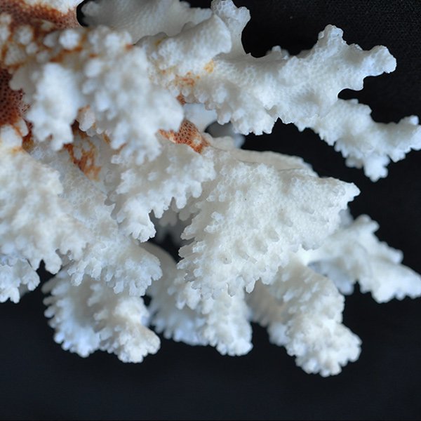 アンティーク フランス オブジェ 雑貨 サンゴ 珊瑚 標本 ブロカント-