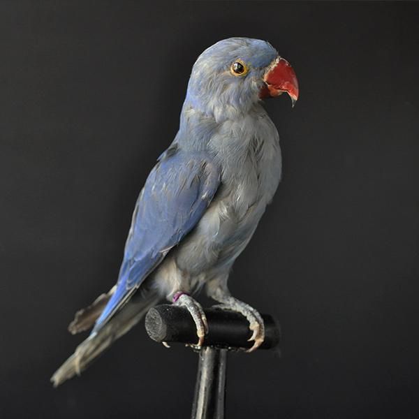 剥製 鳥・53/フランスアンティーク雑貨 Sibora