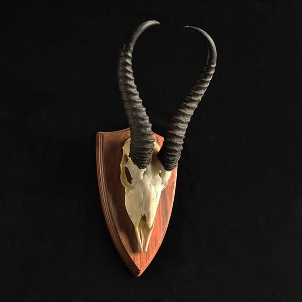 ハンティングトロフィー・スプリングボック・2/フランス